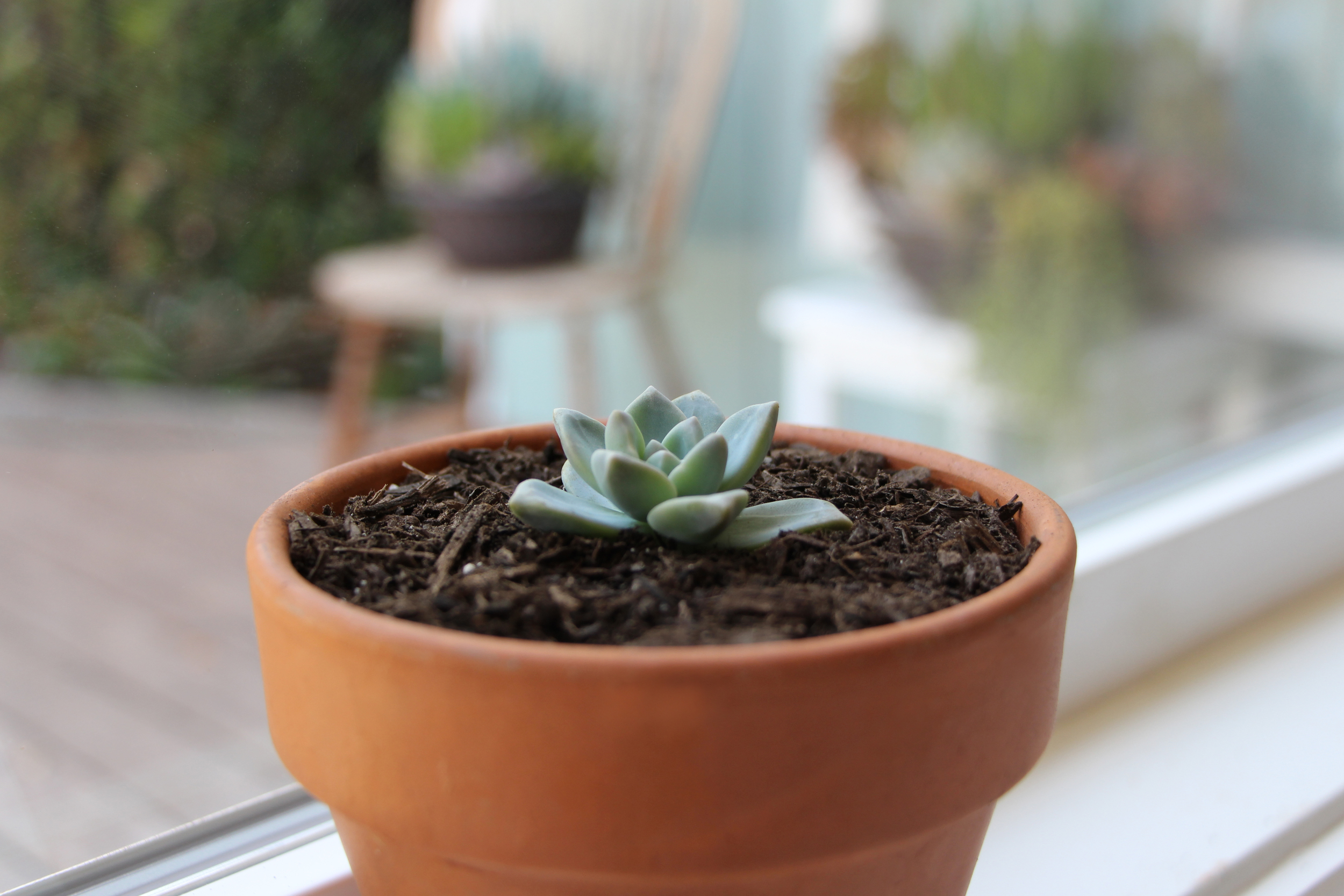 Propagating Succulents via Needles + Leaves. Learn how to propagate succulents from leaves and cuttings.